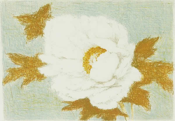 Japanese Camellia paintings and prints by Masataka OYABU