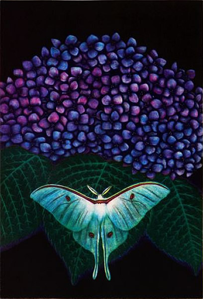 Hydrangea, mezzotint, burin by Matazo KAYAMA