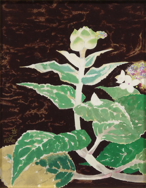 Japanese Hydrangea paintings and prints by Yuki OGURA